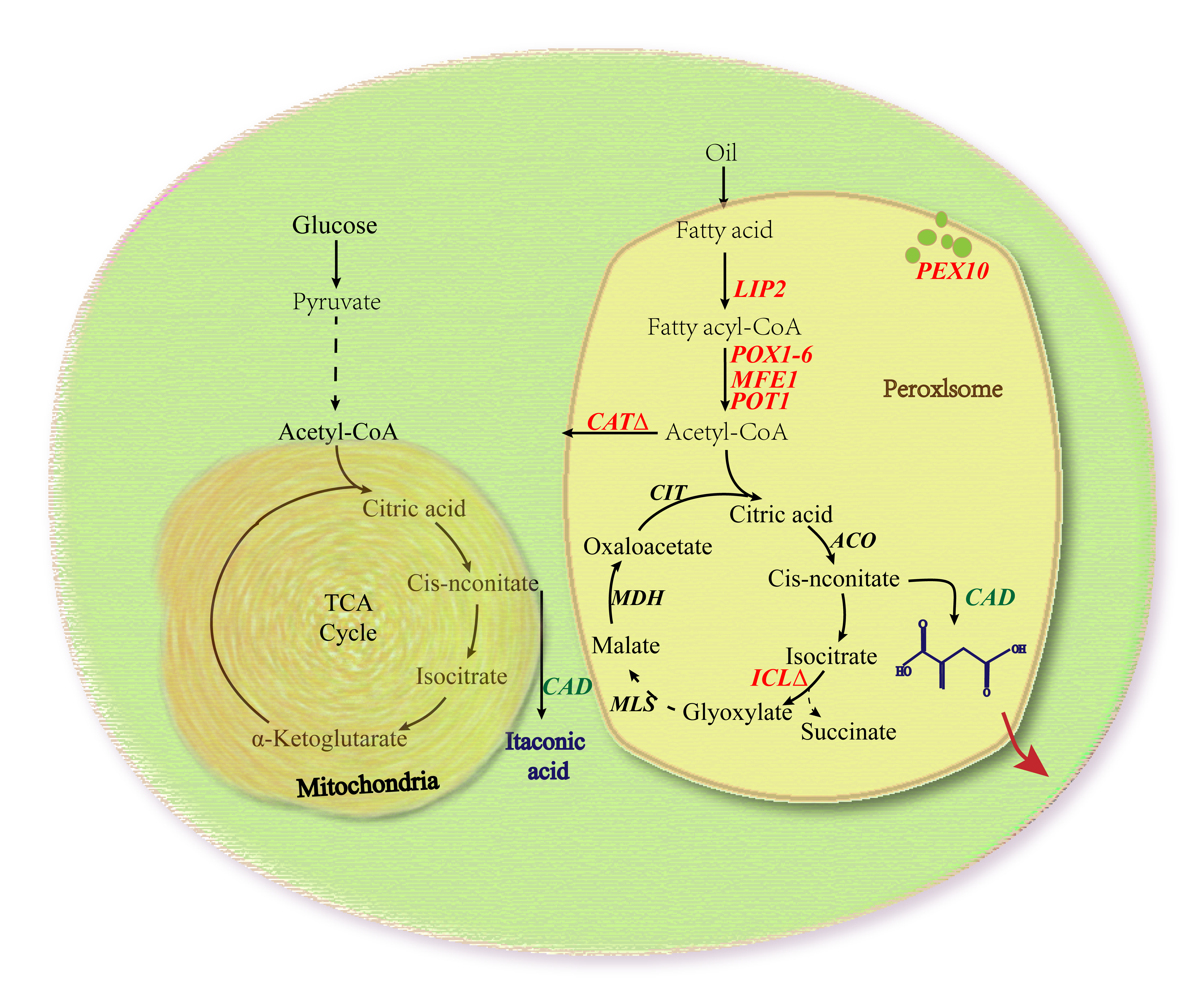 af6f8acaf4b8490884235e55f4602d3e.png 图片1.png